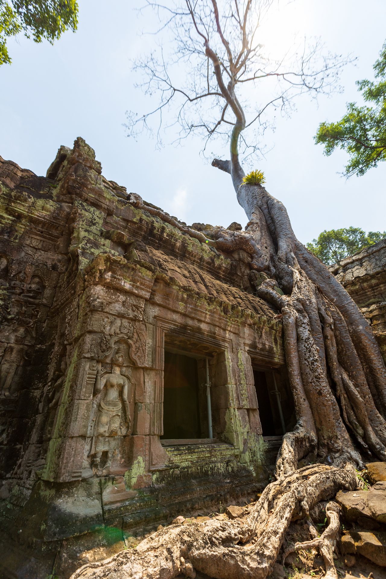 Strangler fig roots wrapped over the stone galleries of Ta Prohm