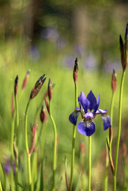 A purple iris is growing in the grass