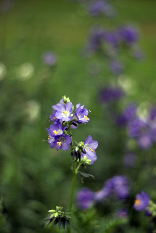 乾草地, 佩斯卡拉, 向日葵 的 免費圖庫相片