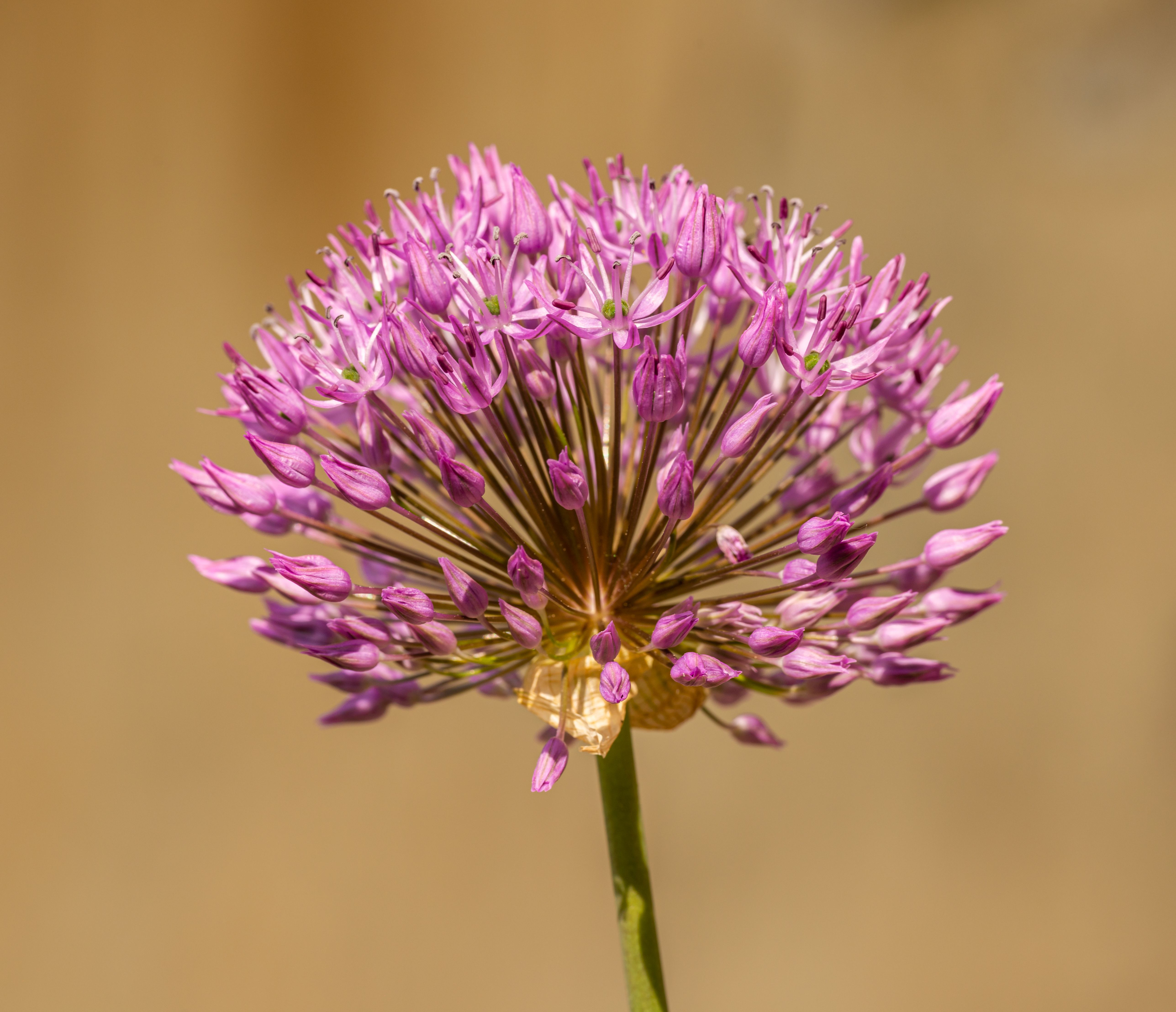 Garlic growing in 5-gallon bucket - Fixing Garlic Ebb & Flow Issues in 5-Gallon Buckets