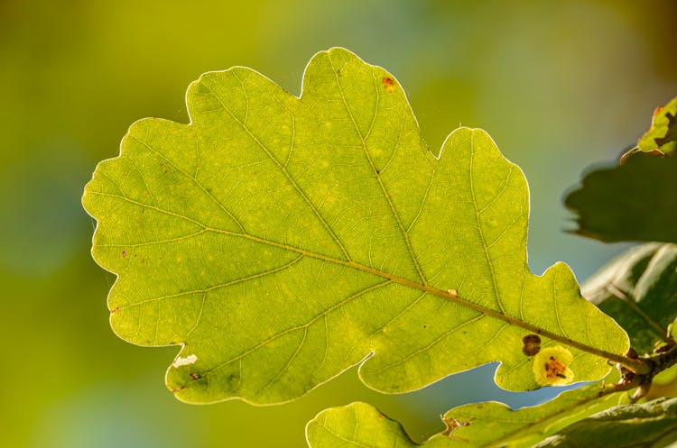 Close-up Of An Oak Leaf 