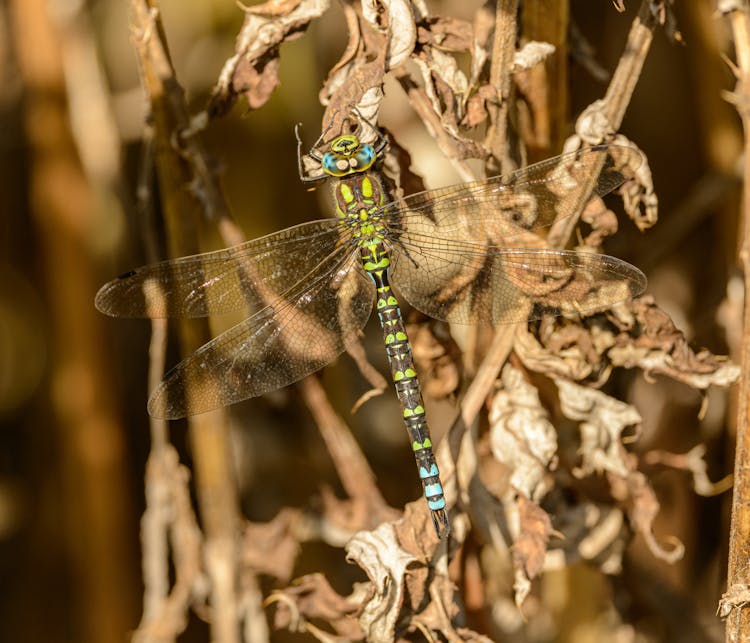 Close-up Of A Southern Hawker