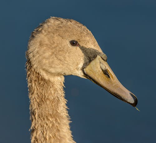 Close-up of the Head of a Young Swan 