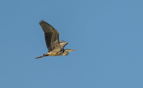 Close-up of a Heron Flying on the Background of a Blue Sky