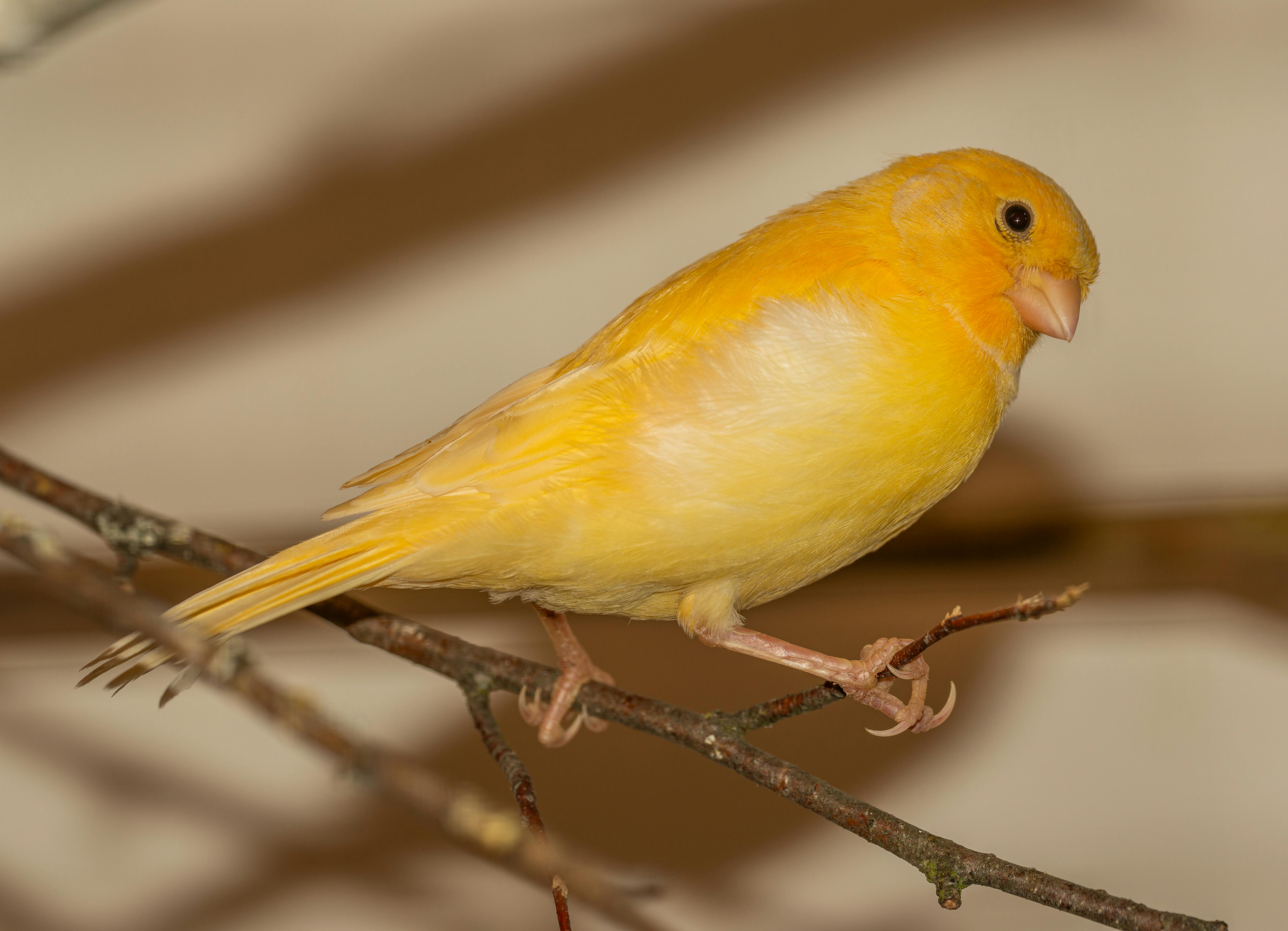 Canary Wallpapers  Wallpaper Cave