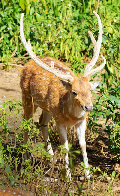 사슴, 사슴 머리, 휴경 사슴의 무료 스톡 사진