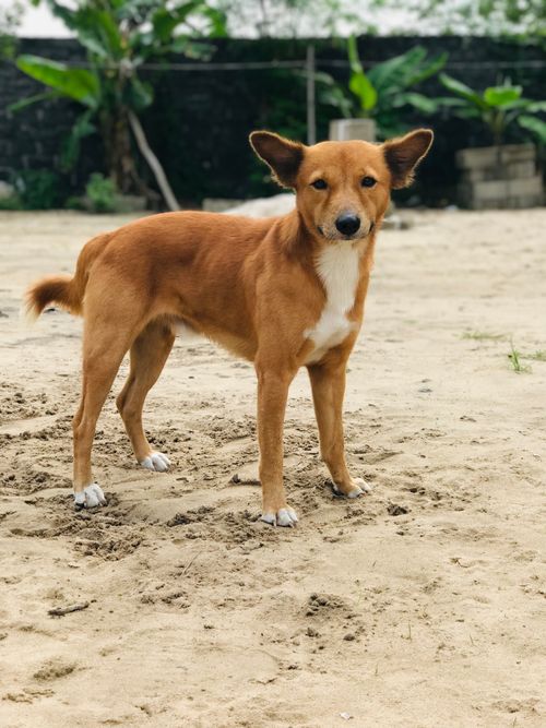 Free A brown dog stands alert on sandy ground surrounded by greenery. Stock Photo