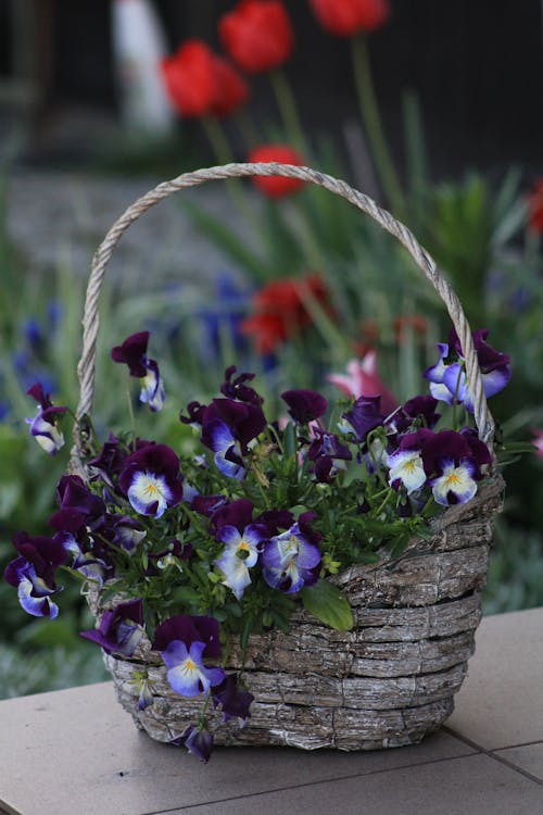 Free Photo of Violet Flowers On Basket Stock Photo