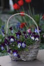 乡村篮子里，紫色三色堇生机勃勃地排列着，背景是红色郁金香