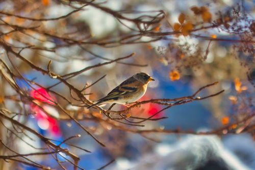 Free A vibrant finch perched on a branch captured in bright daylight showcasing natural beauty. Stock Photo