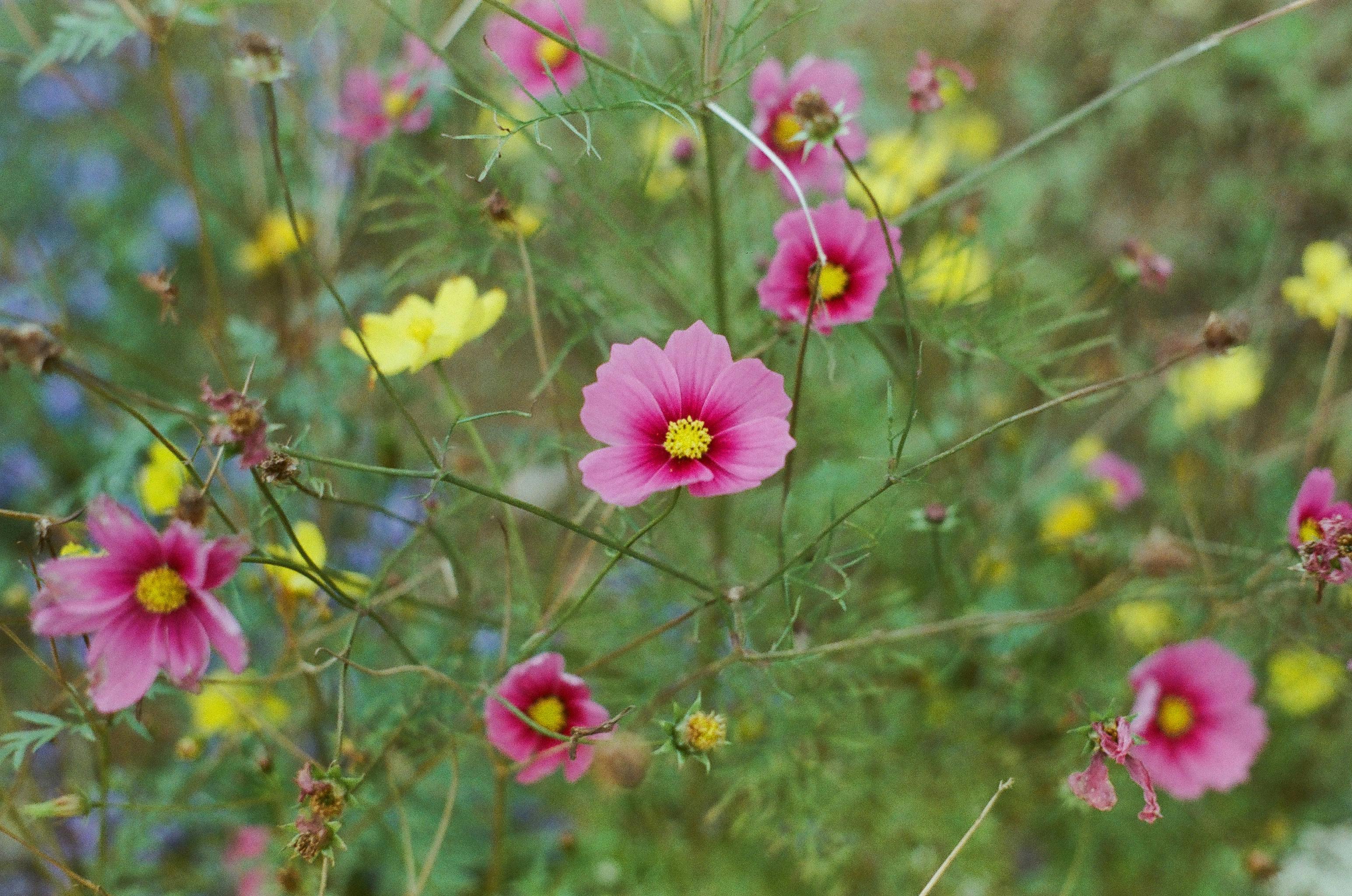 Close-up of vibrant cosmos flowers in a lush Dalat garden, showcasing nature's beauty.