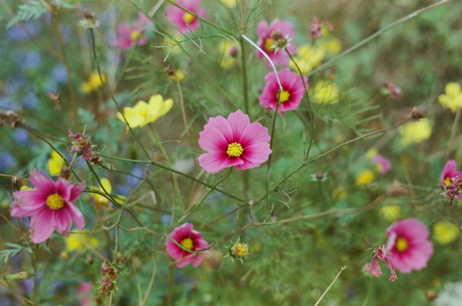 Close-up of vibrant cosmos flowers in a lush Dalat garden, showcasing nature's beauty.