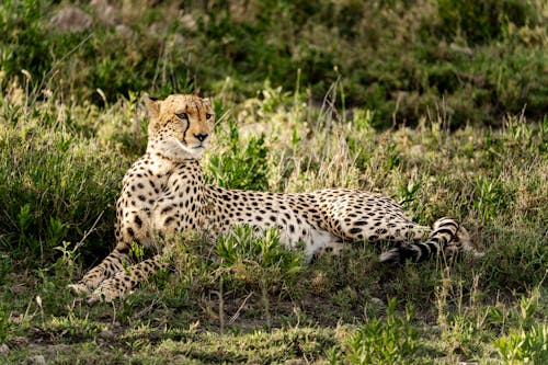 Cheetah Lying on a Grass Field 