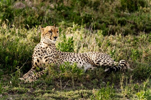 Free A cheetah resting in the grass, highlighting its elegant and powerful physique under the warm sunlight. Stock Photo