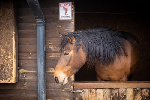 Foto stok gratis binatang, kayu, kuda betina