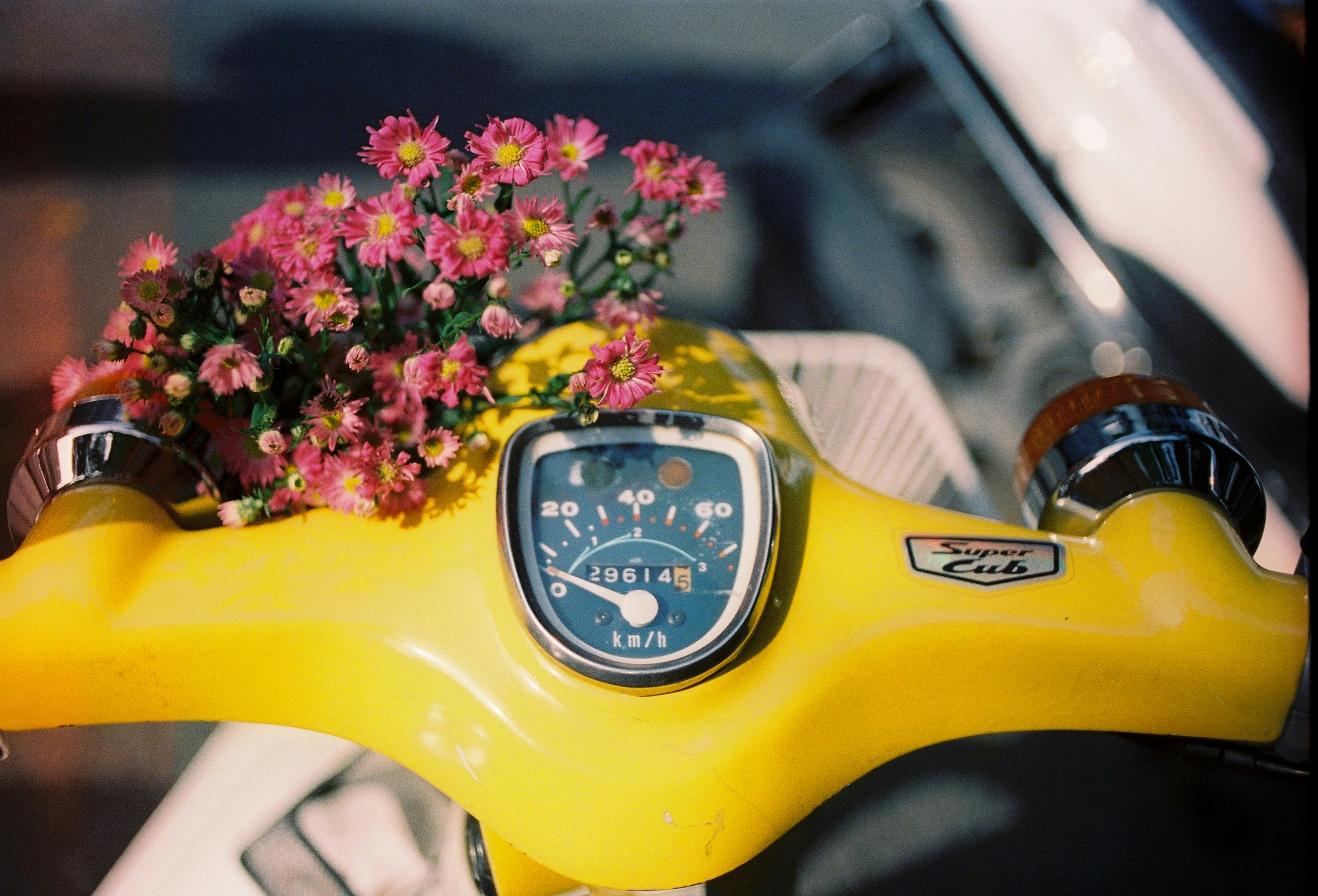 Vintage Wildflowers Photos, Download The BEST Free Vintage Wildflowers Stock Photos & HD Images