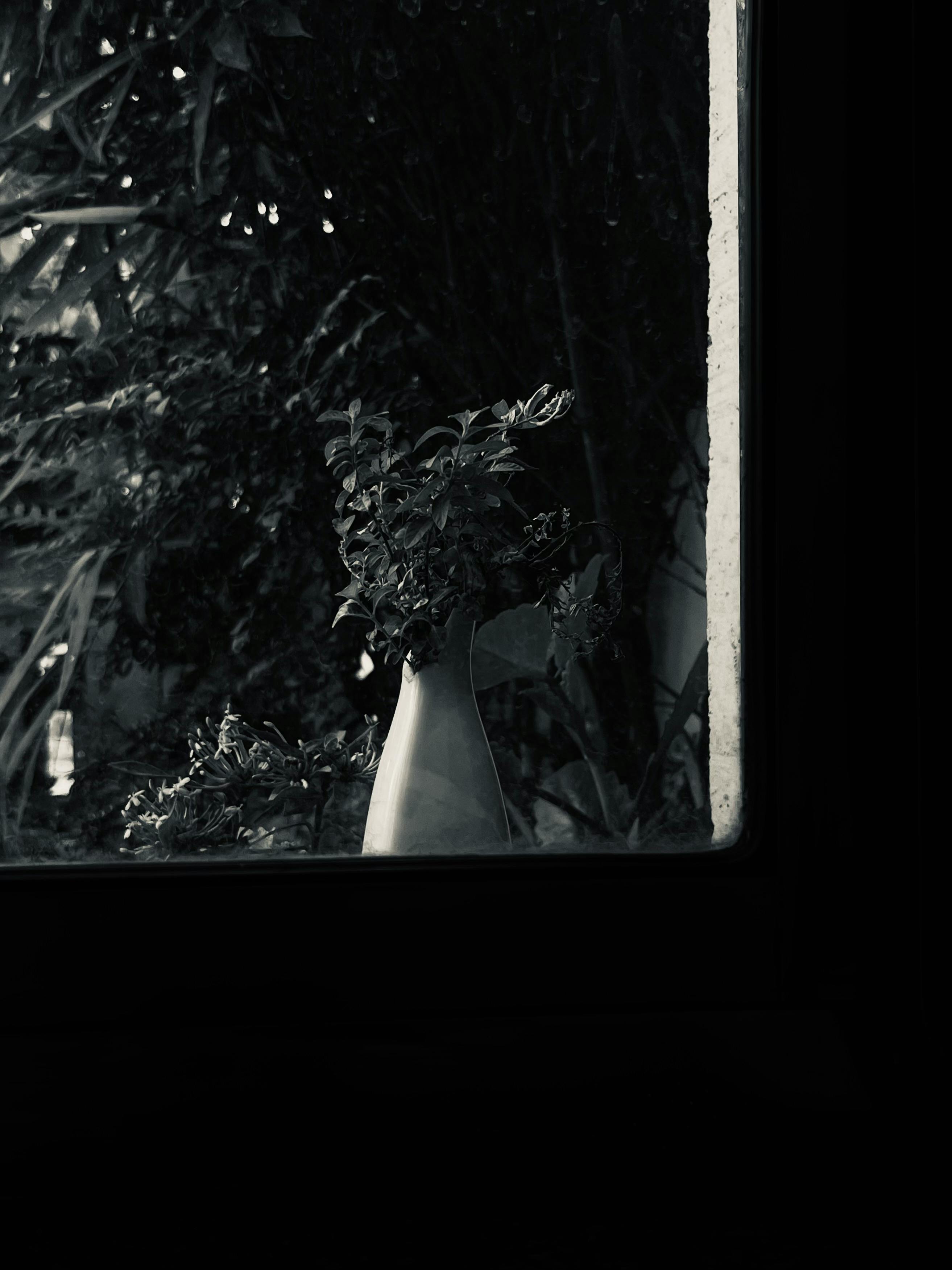 Gratis Plantas En Jarrón Sobre El Alféizar De La Ventana En La Oscuridad Foto de stock