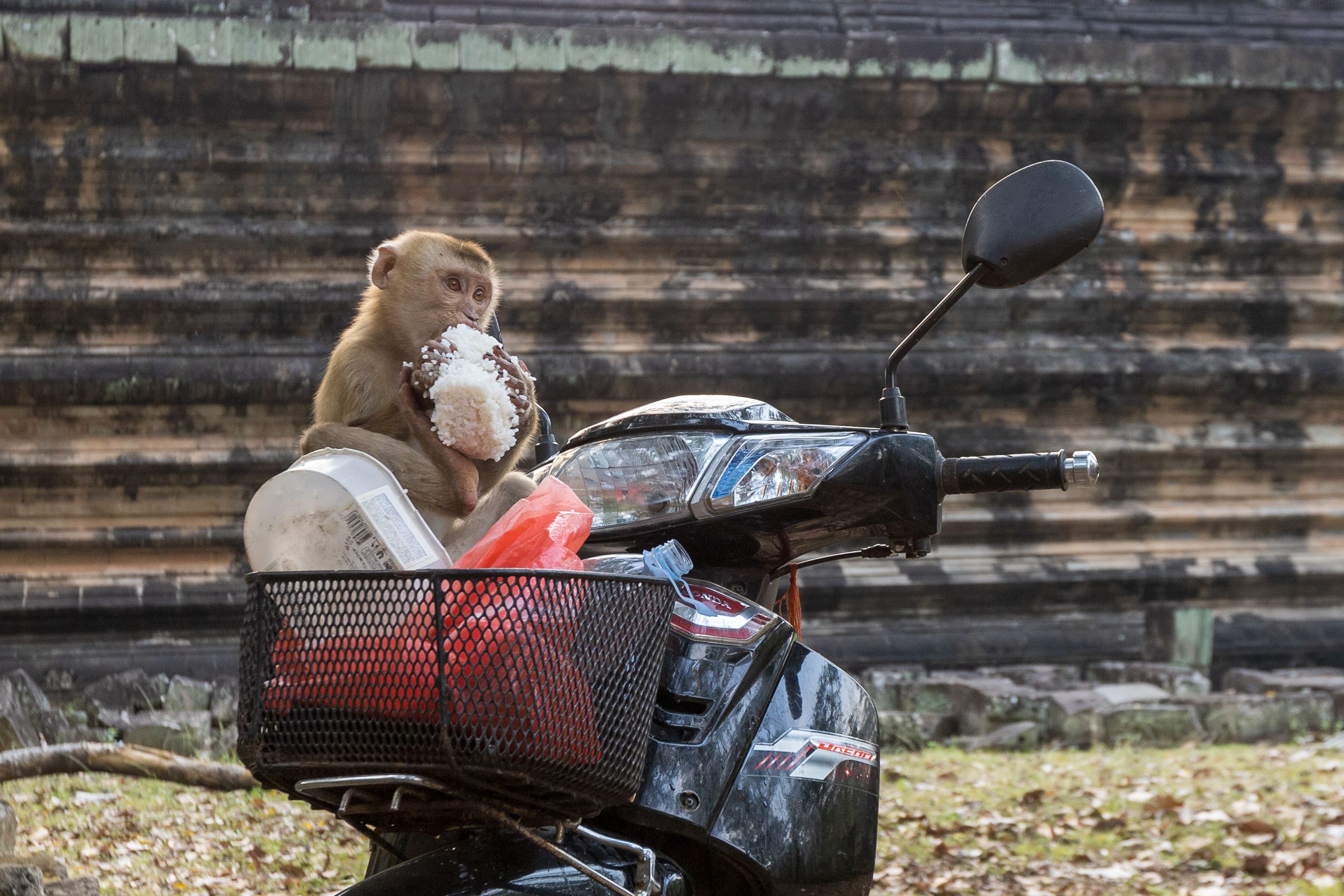 monkey-sitting-on-motorbike-eating-free-stock-photo