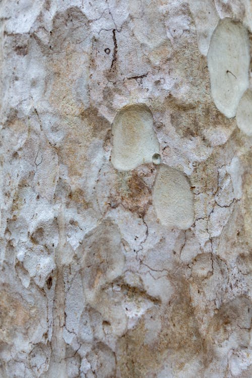 Foto d'estoc gratuïta de blanc, erosionat, pedra