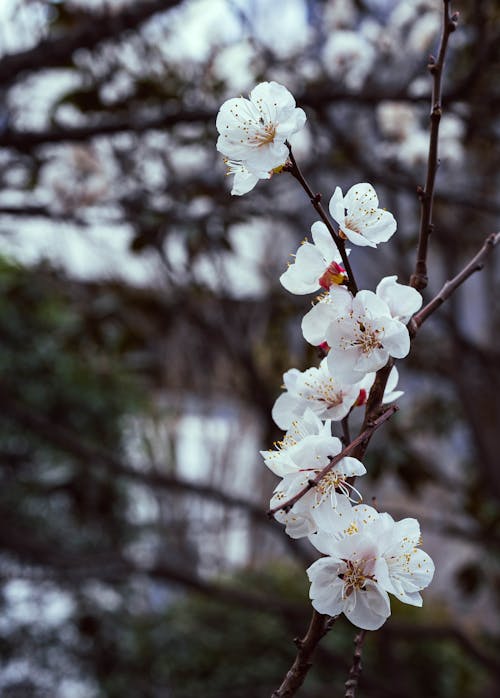 Blooming Flowers on Tree Branch