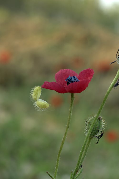 A red poppy flower with a blue flower on it