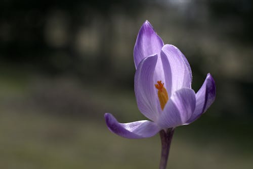 A purple crocus flower is shown in the middle of a field