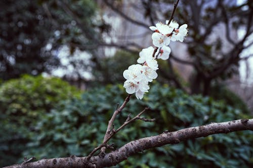 Flowers Blooming on Tree Branch