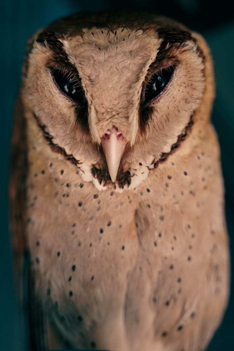 Portrait Of Owl On Dark Background