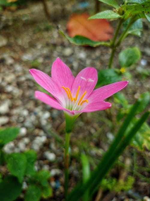 Free stock photo of beautiful flower, flower, nature