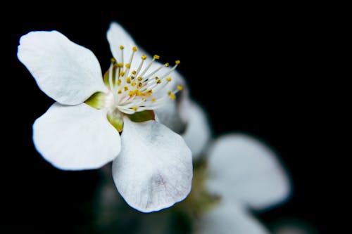 Close up of White Flower