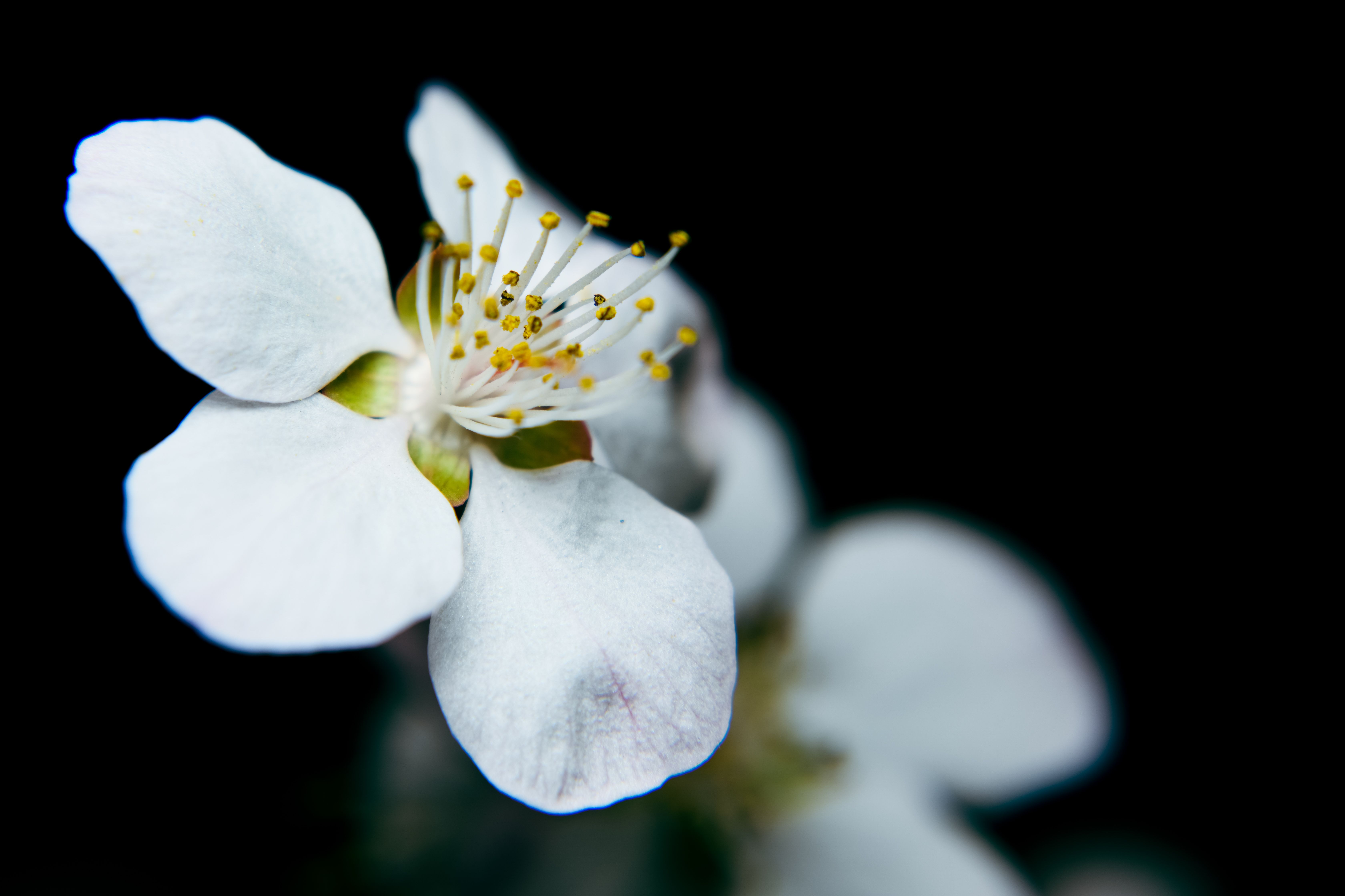 Close up of White Flower · Free Stock Photo