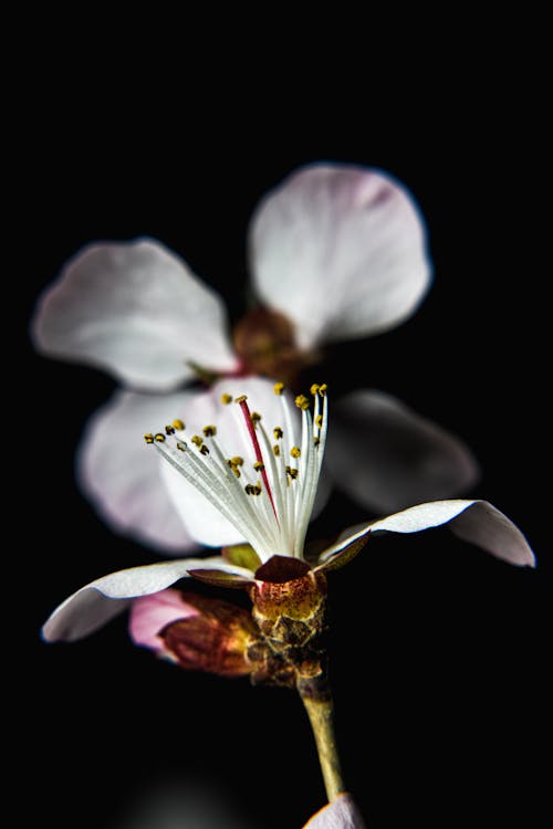 Gratis lagerfoto af blomst, Botanisk, fjeder
