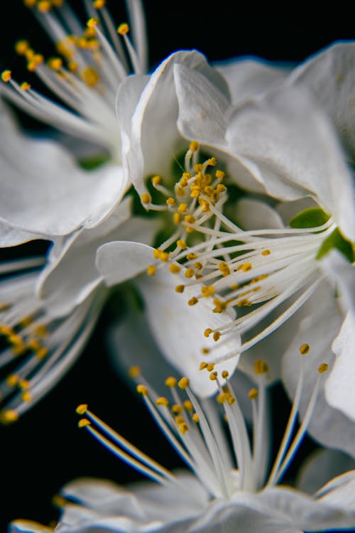 Close up of Flower Stamens