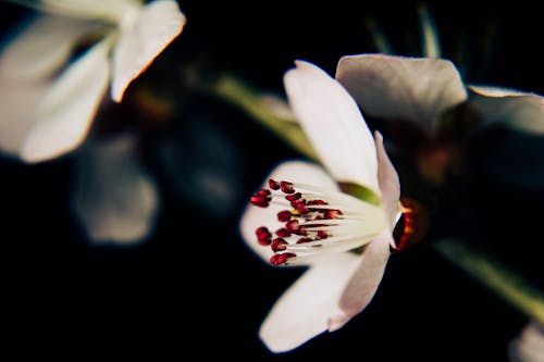 Foto profissional grátis de fechar-se, flor, flora