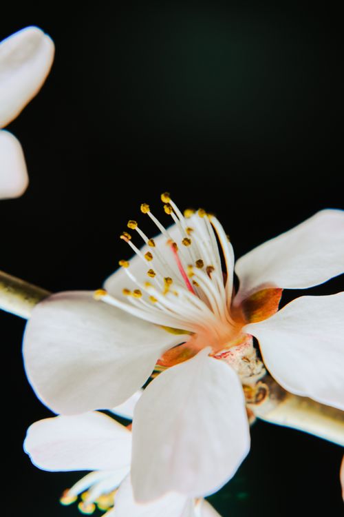 Free Delicate cherry blossom in full bloom on a dark background, showcasing its beauty. Stock Photo