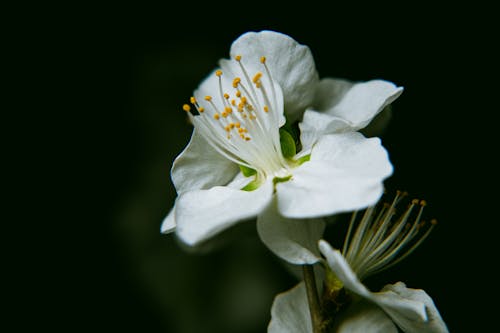Close up of Flower and Stamens