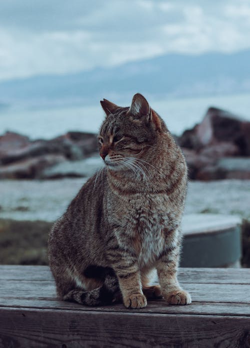 Immagine gratuita di animale, animale domestico, avvicinamento