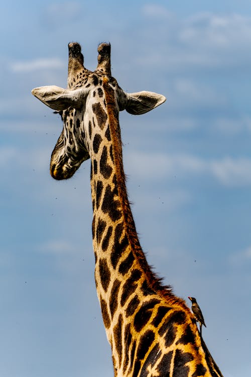 Giraffe against Blue Sky