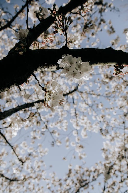 チェリー, ローアングル, 咲くの無料の写真素材