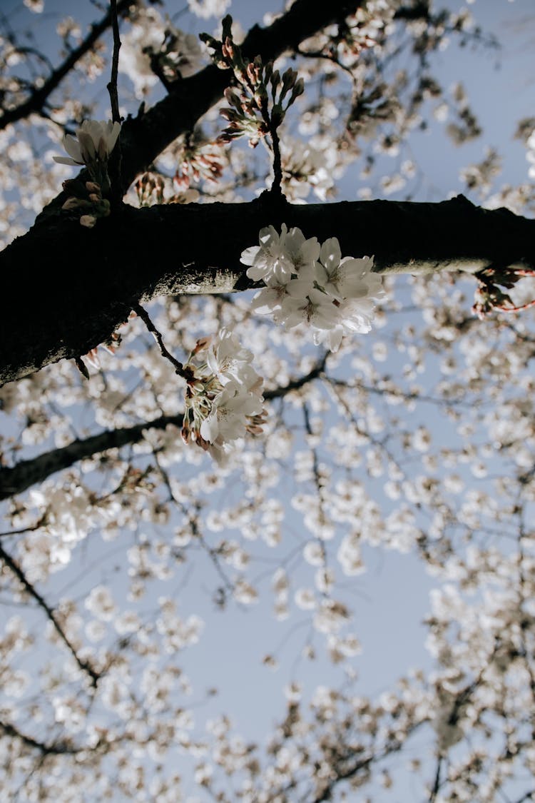 Blooming Tree In Nature Against Blue Sky