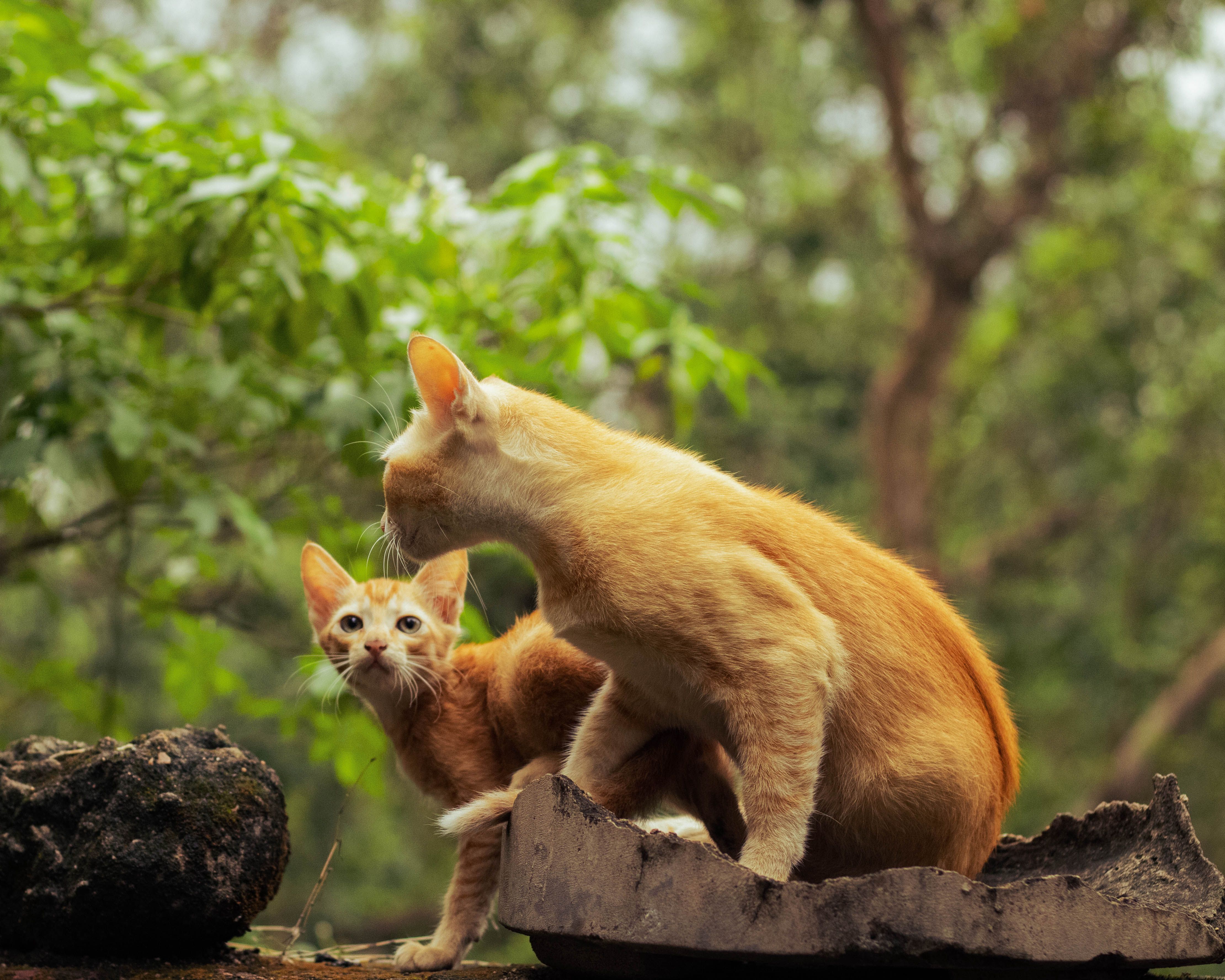 Hd Wallpaper Cats Photos, Download The BEST Free Hd Wallpaper Cats ...