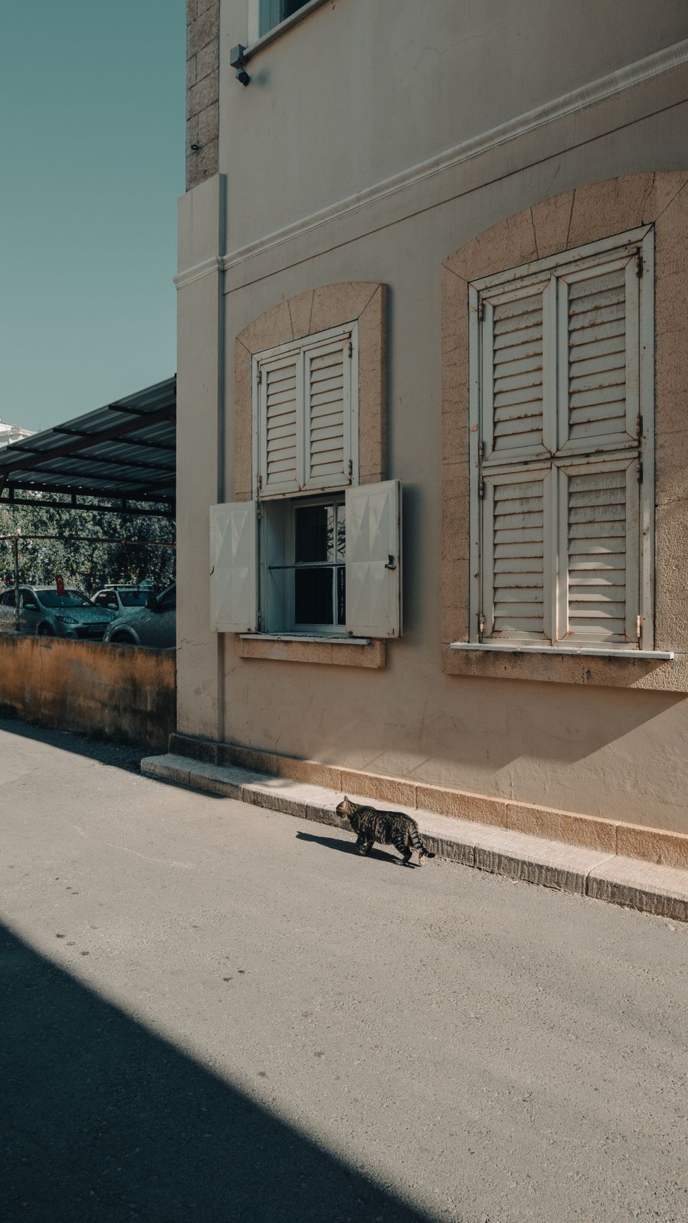 Outdoor cat walking along a quiet urban street