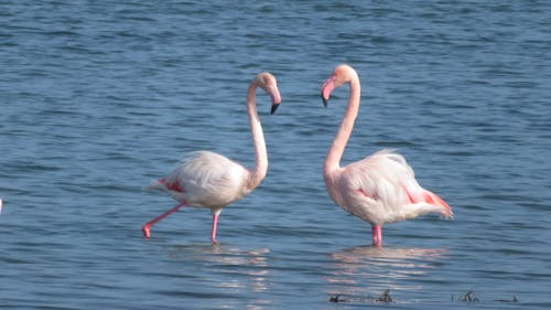 Immagine gratuita di fenicottero rosa, uccello