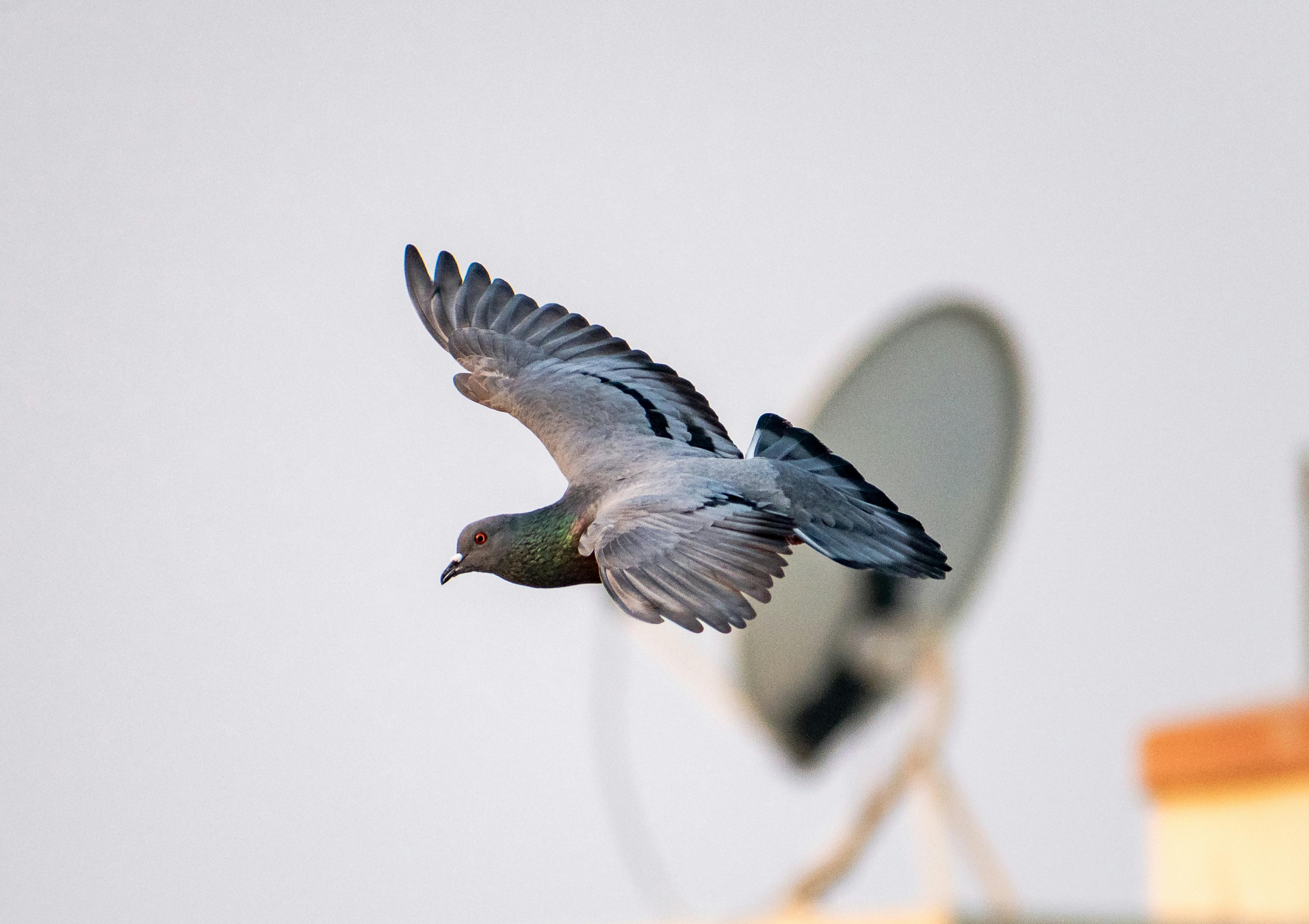 pigeons flying away