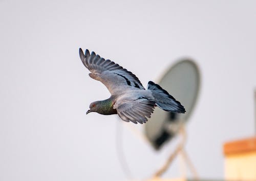 Free Close up of Flying Pigeon Stock Photo