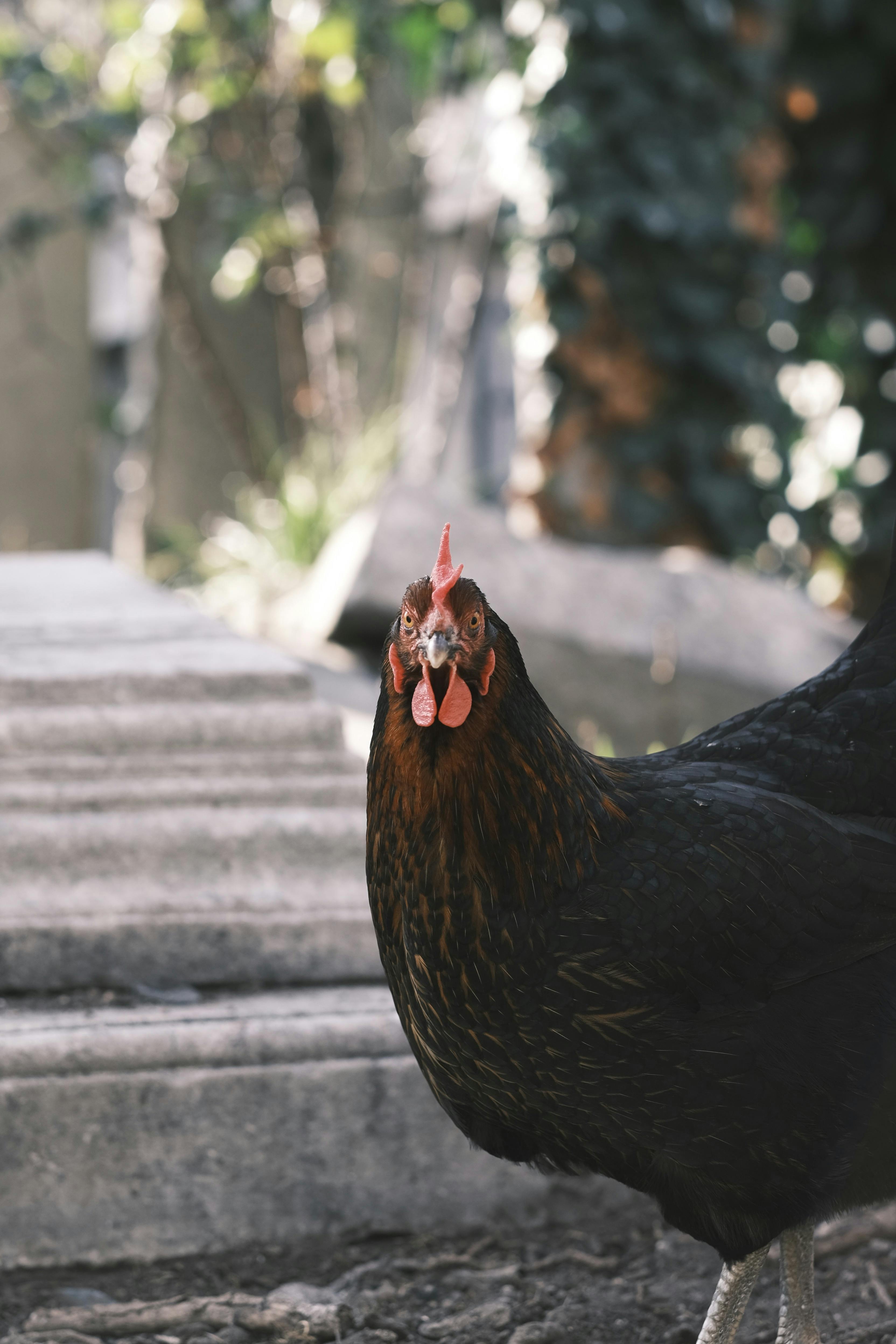 Portrait of Chicken · Free Stock Photo