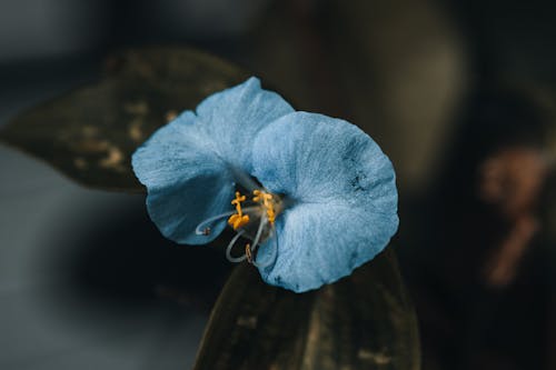 Darmowe zdjęcie z galerii z botanika, kwiat, kwitnięcie