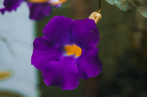 Darmowe zdjęcie z galerii z botanika, delikatny, fioletowy kwiat
