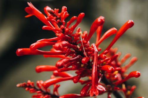 Close-up of Exotic Red Blooming Plant in Nature