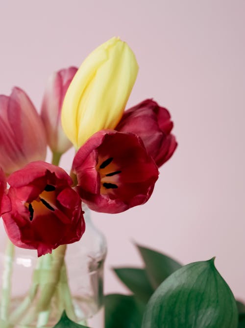 Yellow and Pink Tulips in a Vase